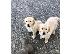 PoulaTo: Όμορφα Golden Retriever κουτάβια